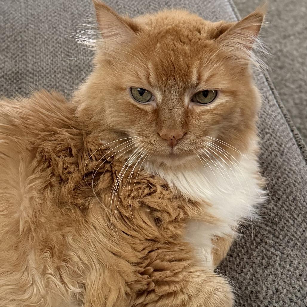 Joey, a Adoptable Domestic Medium Hair in Bloomington, IL image 2/2