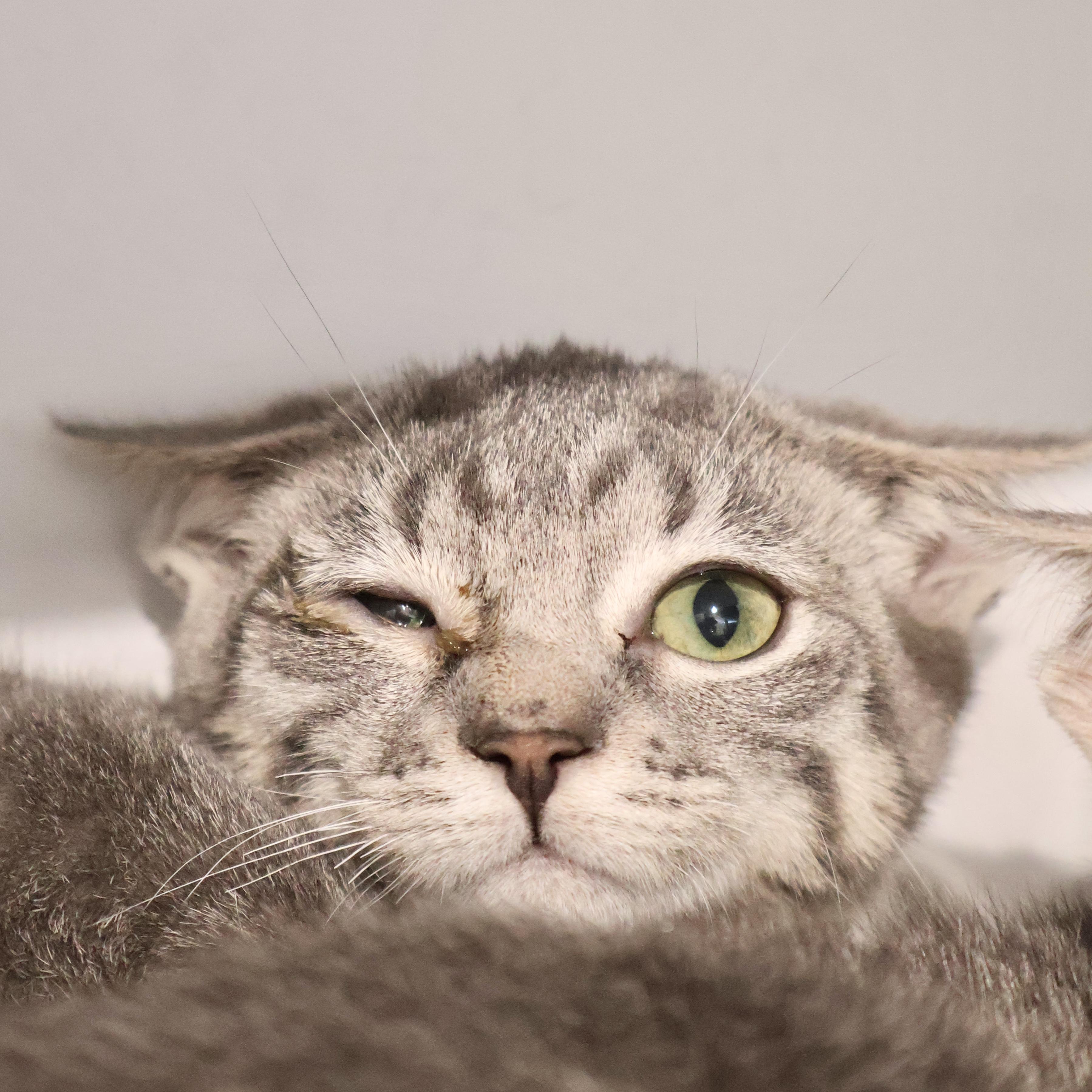 Jill, adopted, Kitten Female Tabby & Domestic Short Hair.