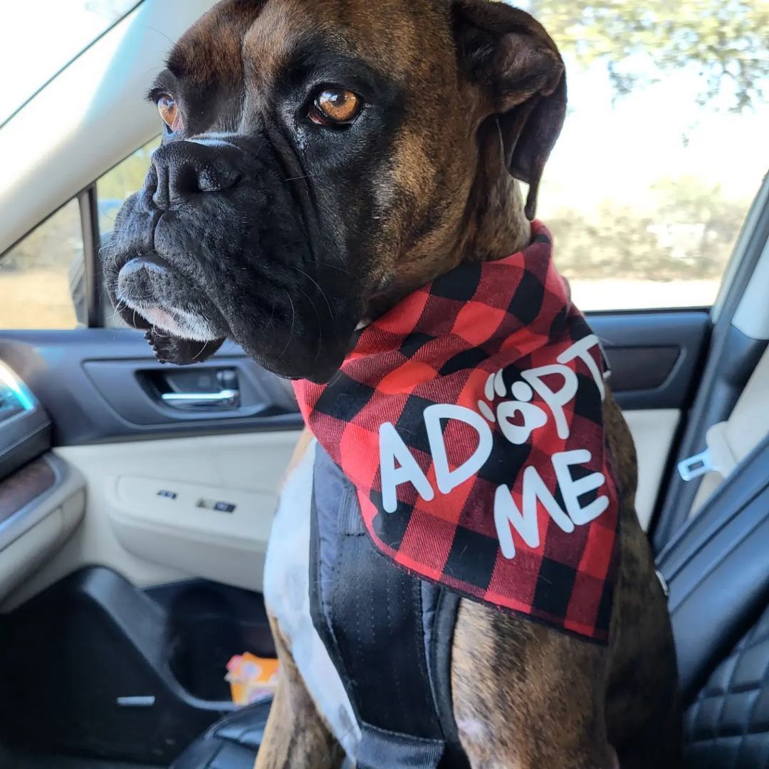 Rocky, a Adopted Boxer in Austin, TX image 2/5