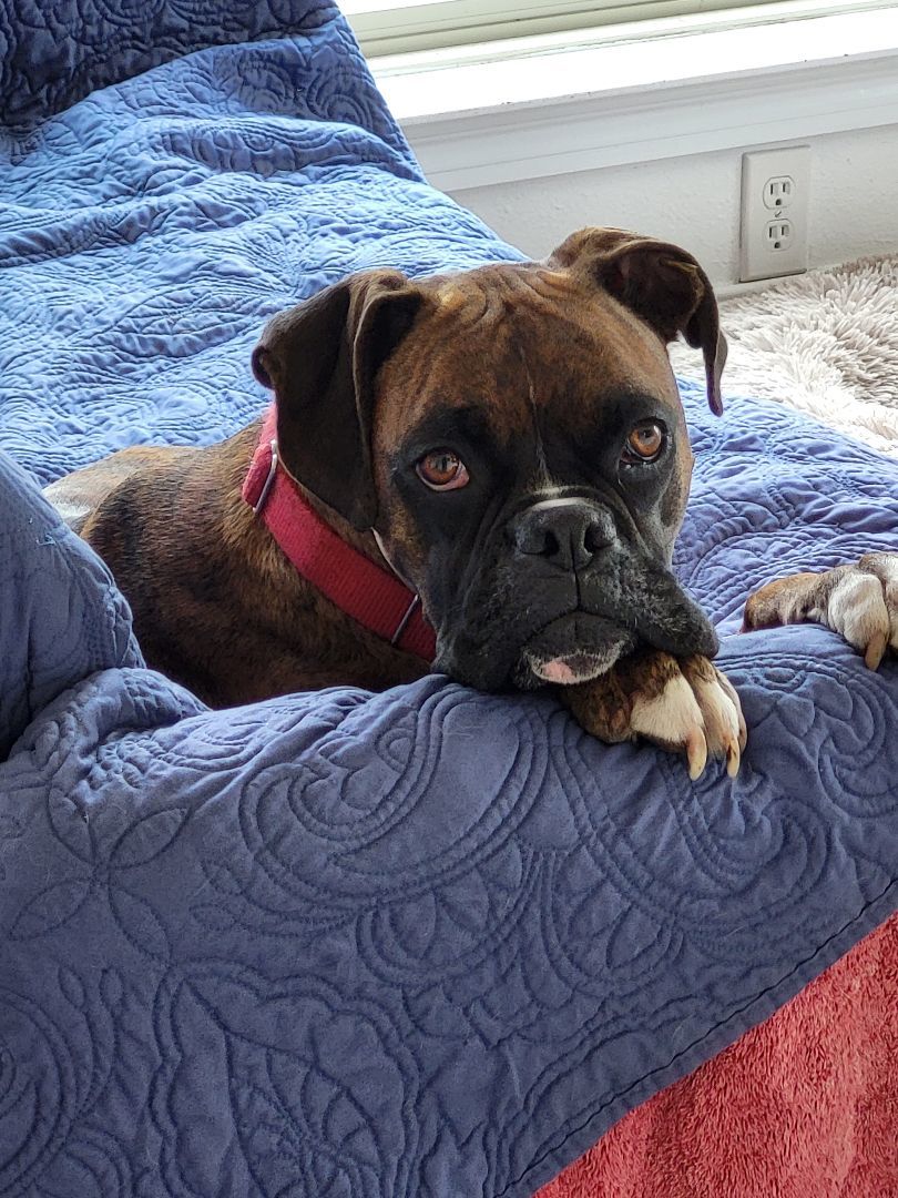 Rocky, a Adopted Boxer in Austin, TX image 1/5