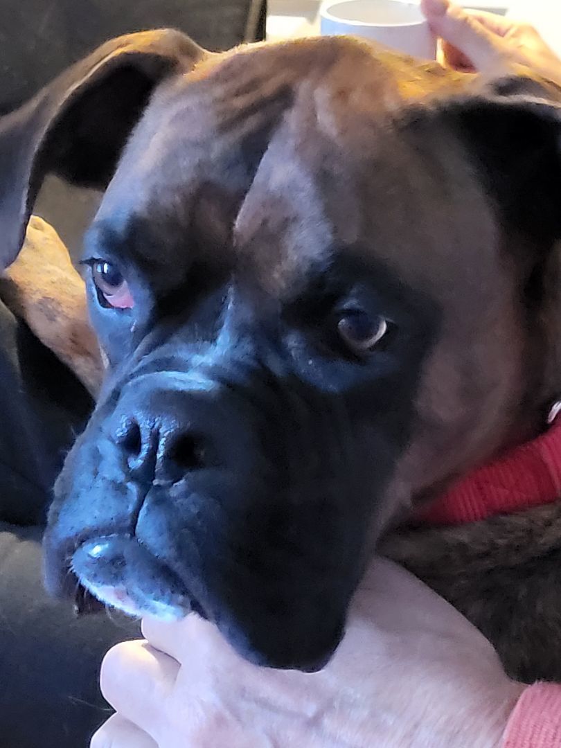 Rocky, a Adopted Boxer in Austin, TX image 3/5