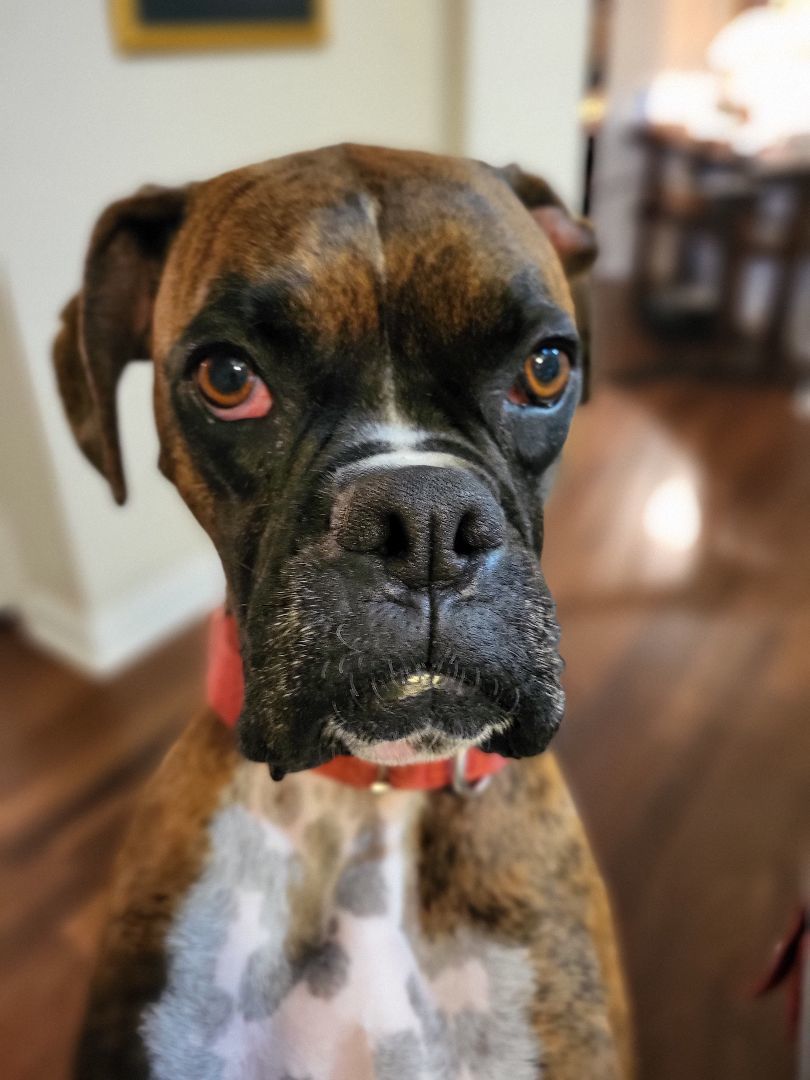 Rocky, a Adopted Boxer in Austin, TX image 4/5