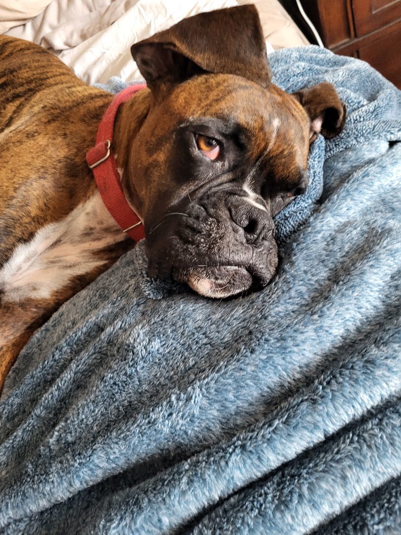 Rocky, a Adopted Boxer in Austin, TX image 5/5