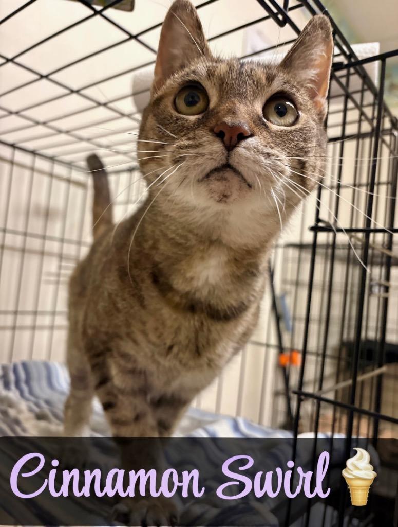 Cinnamon Swirl, Adoptable, Senior Female Domestic Short Hair.