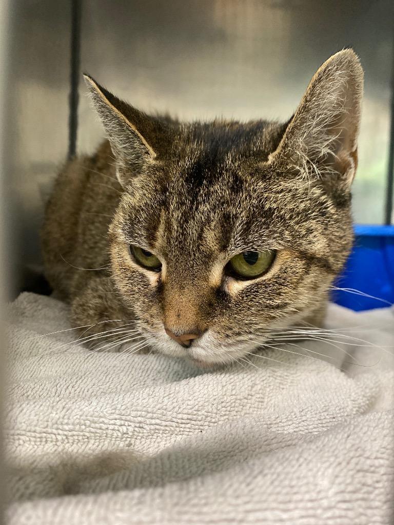 Cinnamon Swirl, Adoptable, Senior Female Domestic Short Hair.