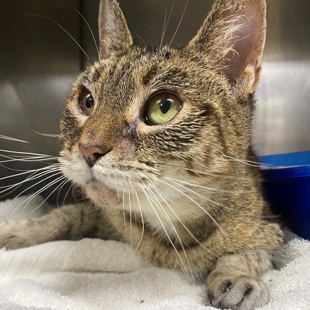 Enlarge Cinnamon Swirl, a Adoptable mixed breed in Fall River, MA image 2/6