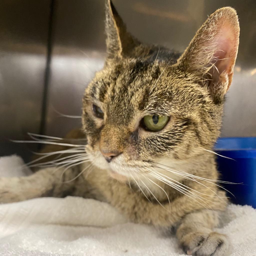 Enlarge Cinnamon Swirl, a Adoptable mixed breed in Fall River, MA image 3/6