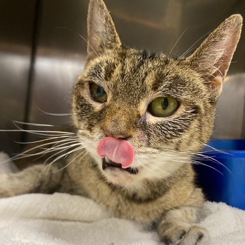 Enlarge Cinnamon Swirl, a Adoptable mixed breed in Fall River, MA image 4/6