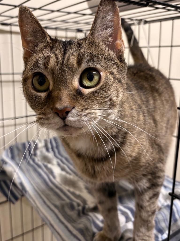 Enlarge Cinnamon Swirl, a Adoptable mixed breed in Fall River, MA image 5/6