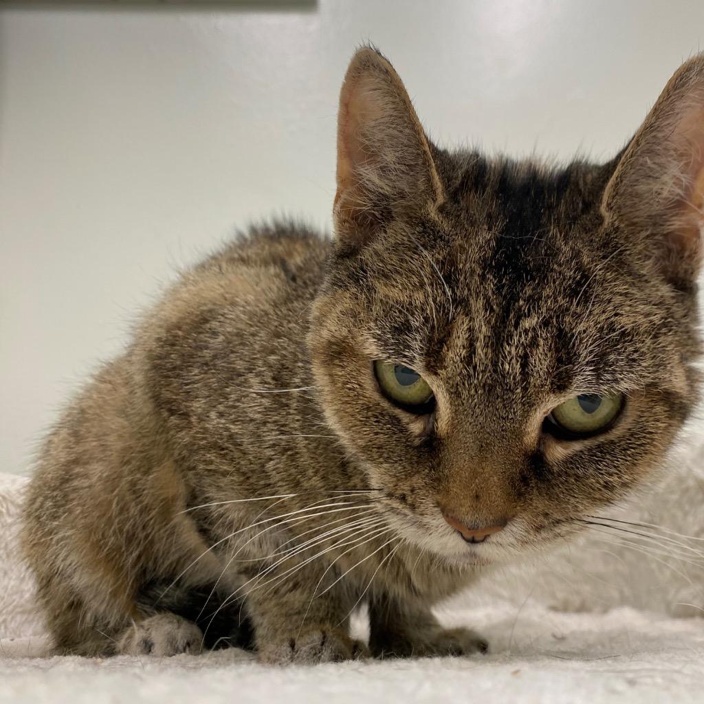 Enlarge Cinnamon Swirl, a Adoptable mixed breed in Fall River, MA image 4/6