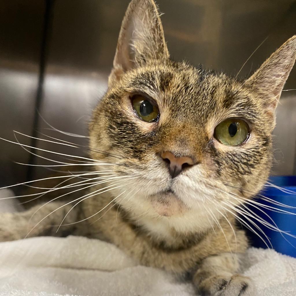 Enlarge Cinnamon Swirl, a Adoptable mixed breed in Fall River, MA image 5/6