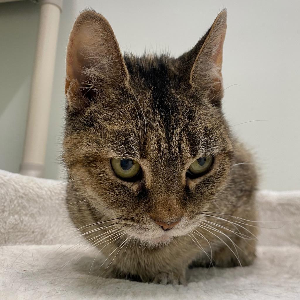 Enlarge Cinnamon Swirl, a Adoptable mixed breed in Fall River, MA image 6/6