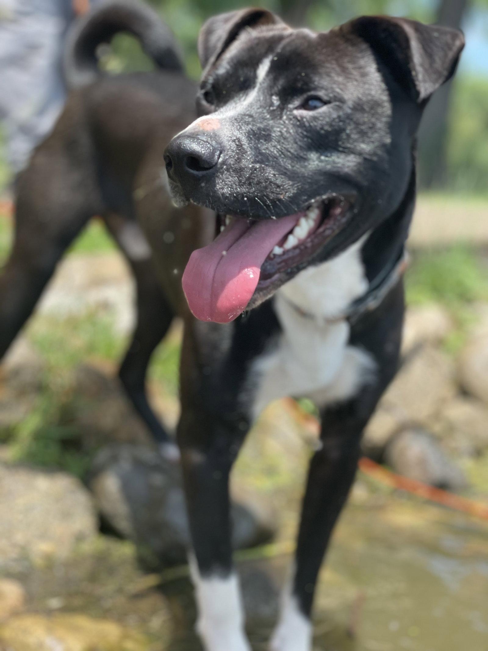 Ace, Adoptable, Young Male Pit Bull Terrier & Chow Chow.