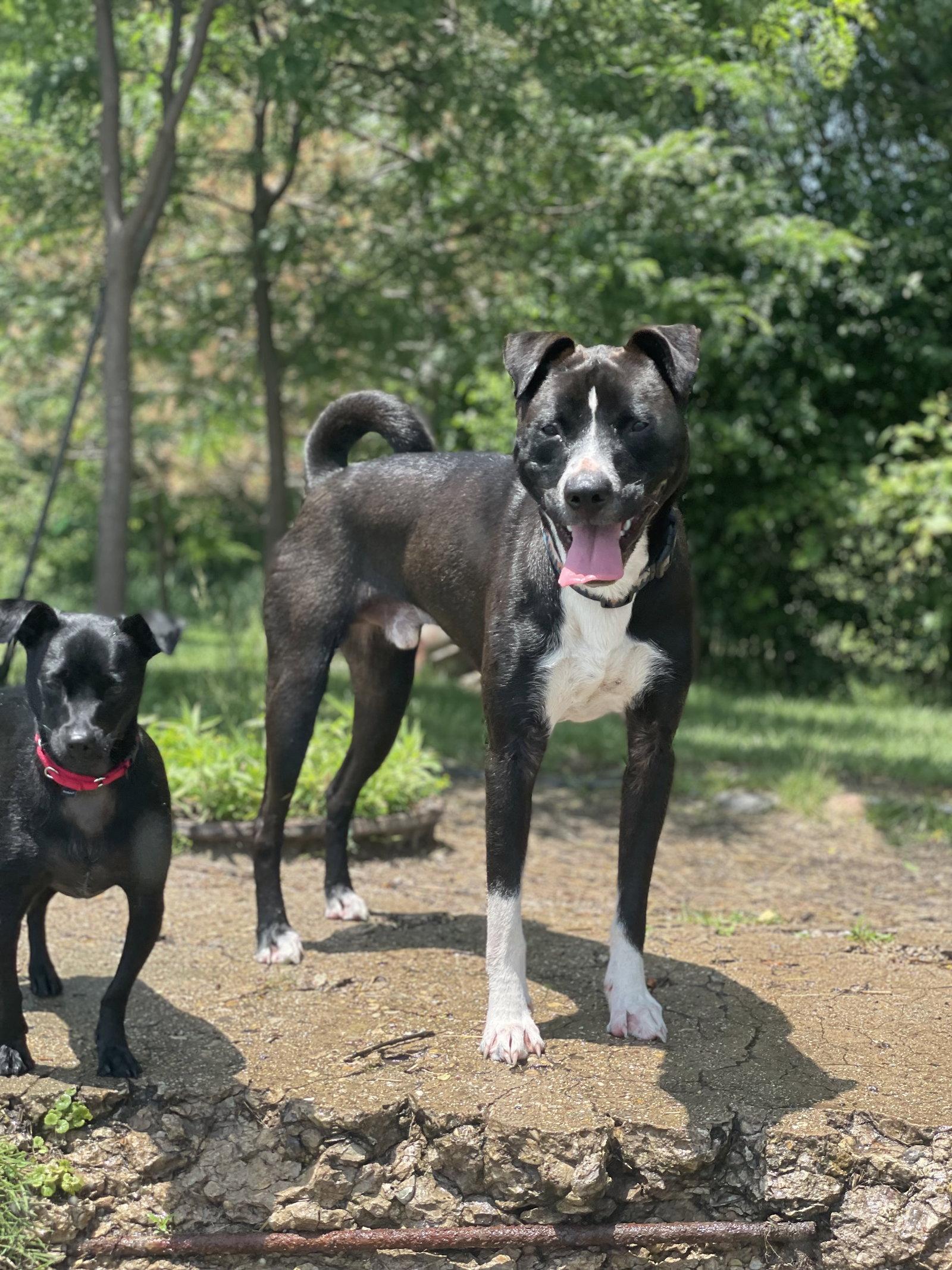 Ace, a Adoptable mixed breed in Island Lake, IL image 2/3