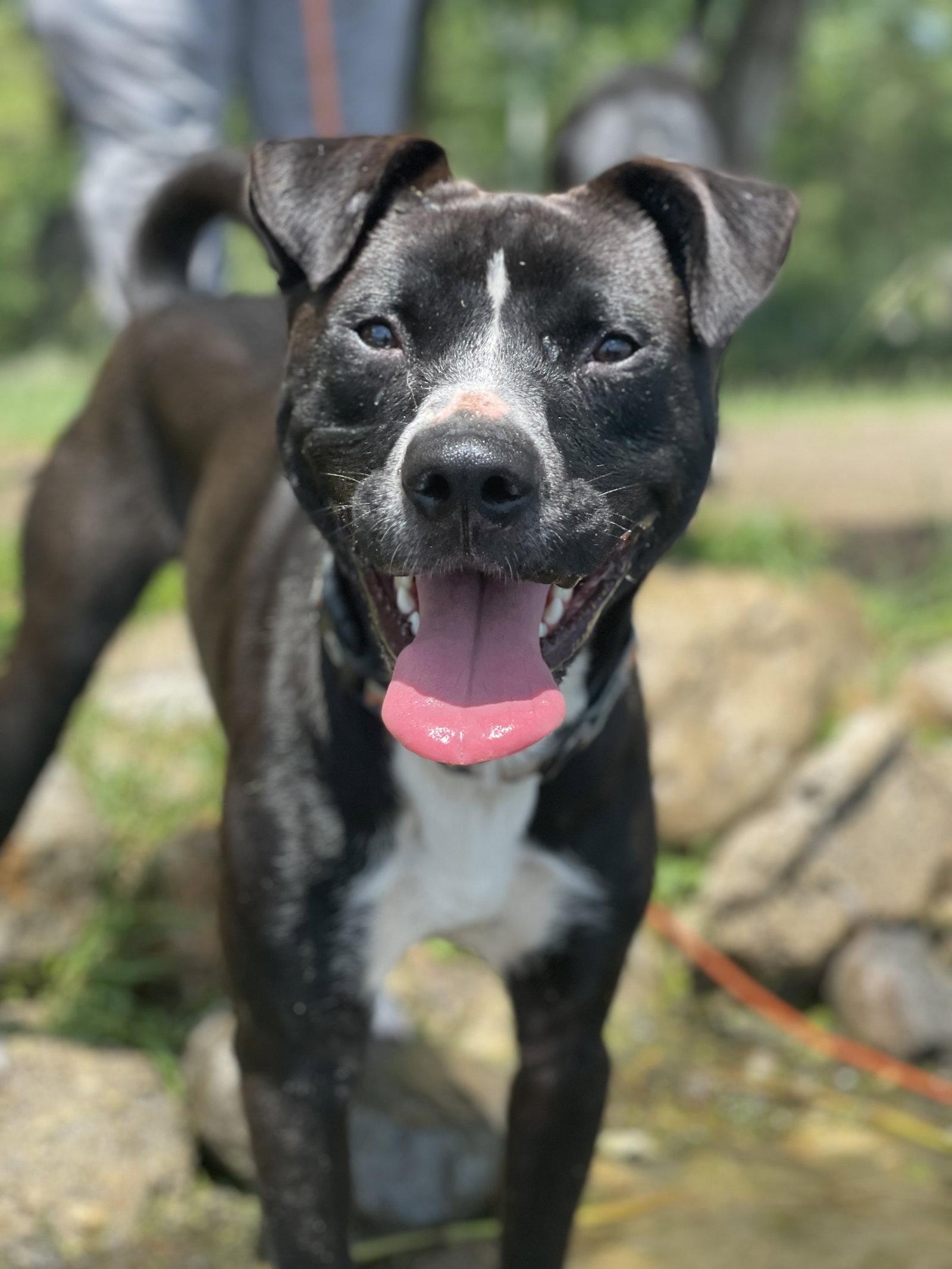 Ace, a Adoptable mixed breed in Island Lake, IL image 3/3