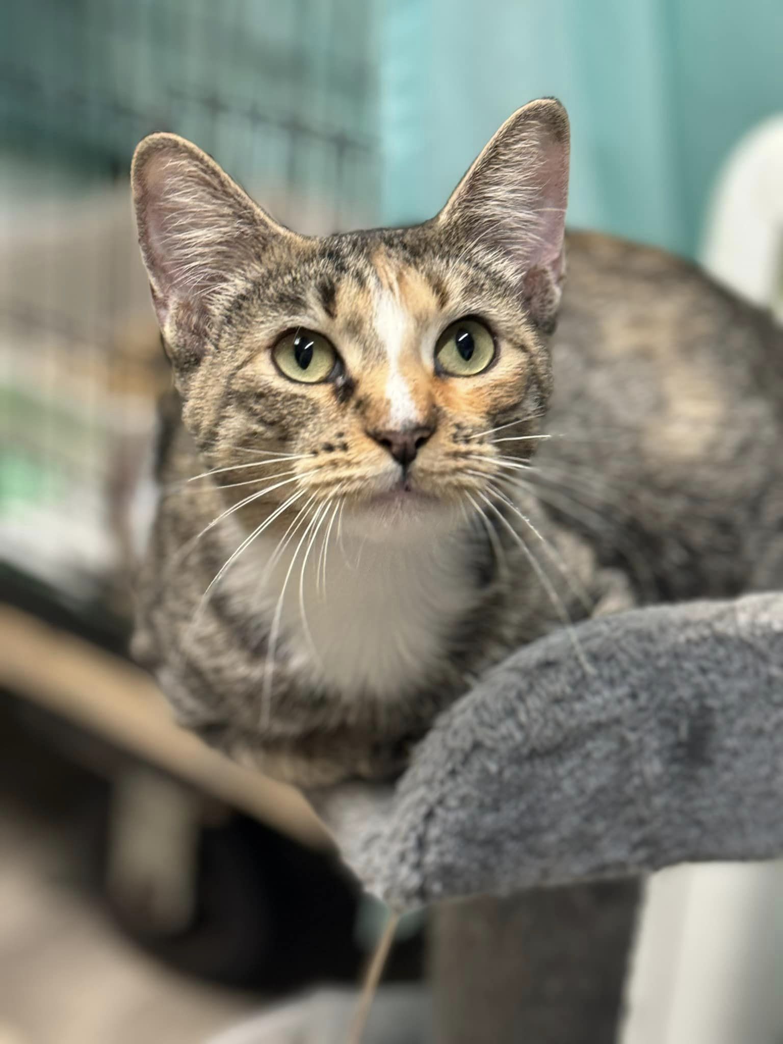 Enlarge Easter Mama, a Adoptable Tabby in Spring Hill, FL image 1/2