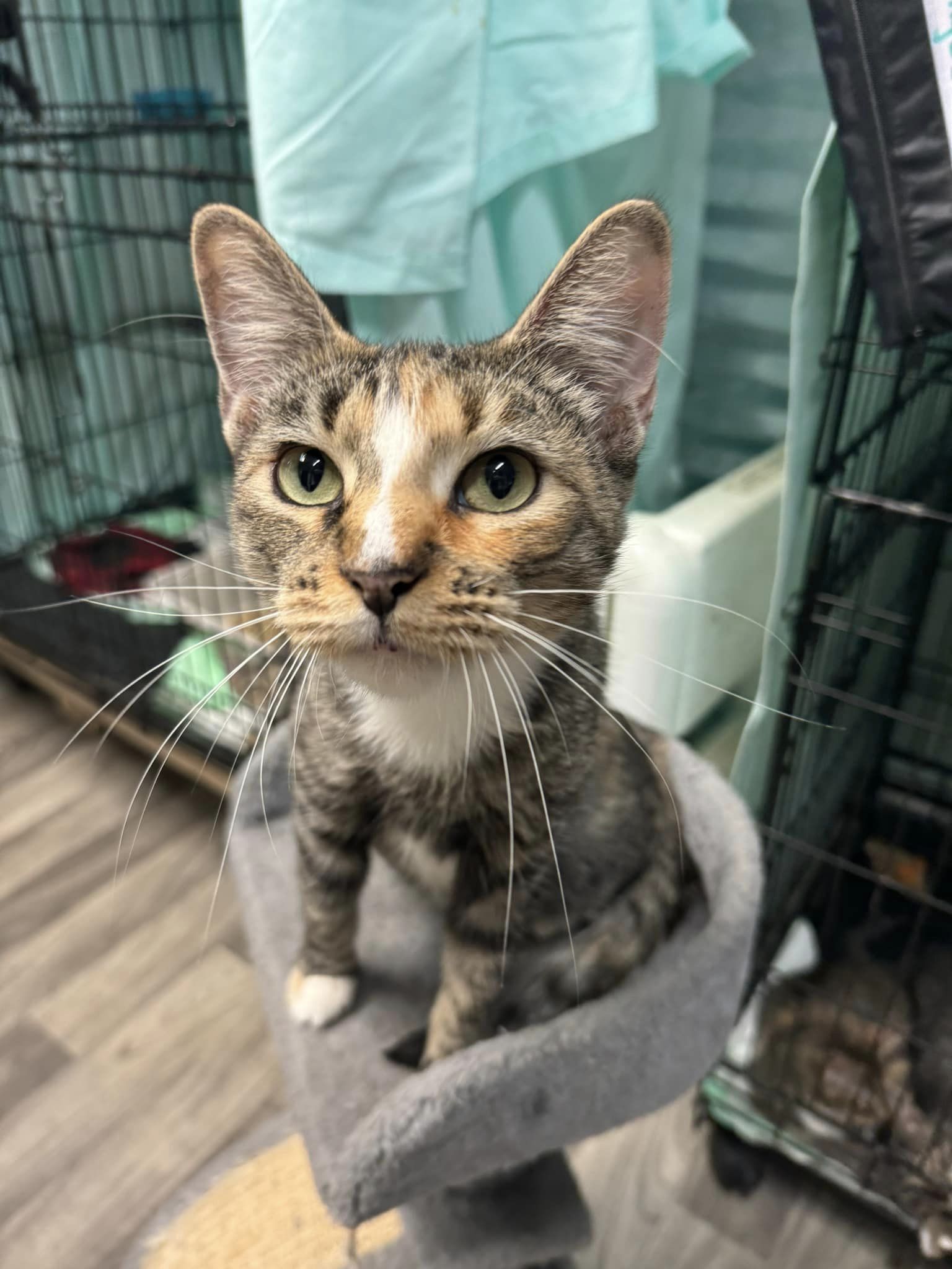 Enlarge Easter Mama, a Adoptable Tabby in Spring Hill, FL image 2/2