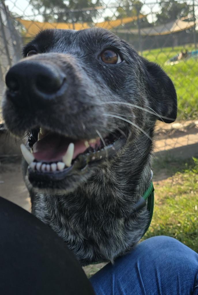 Enlarge Juvia, a Adoptable Australian Shepherd in Humble, TX image 1/1