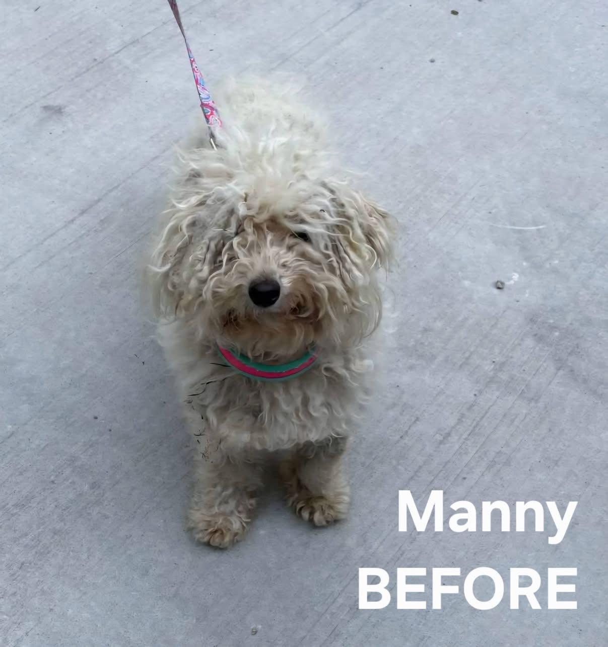 Manny, a ADOPTABLE mixed breed in Salisbury, NC image 5/5
