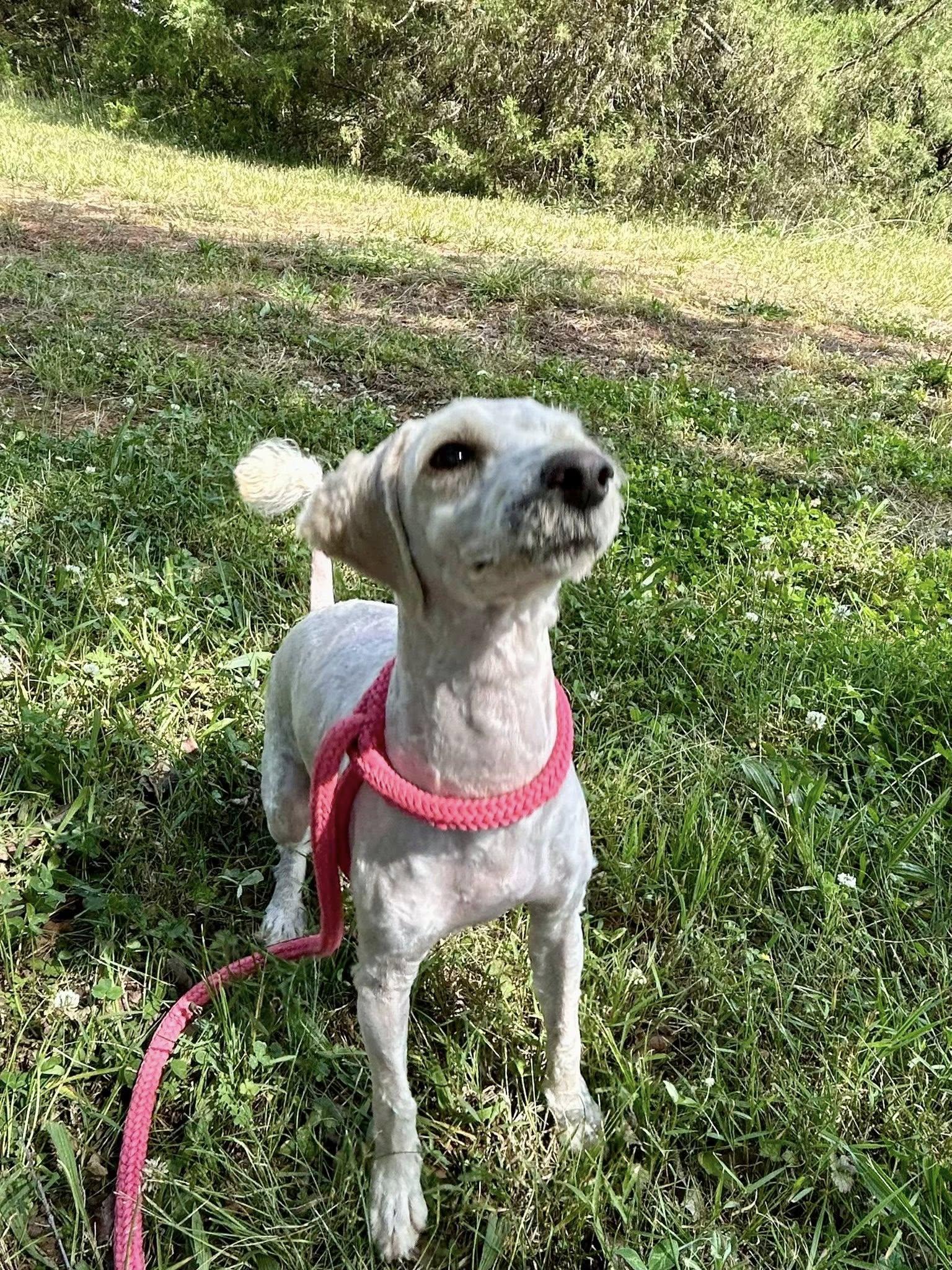 Manny, a ADOPTABLE mixed breed in Salisbury, NC image 2/5
