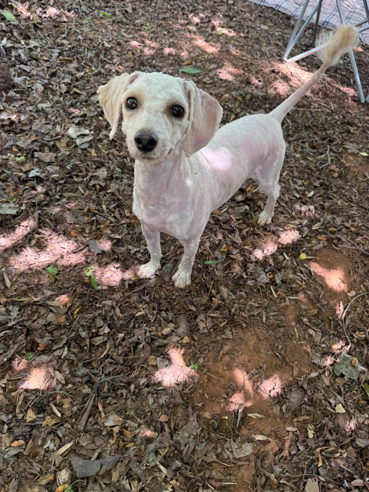 Manny, a ADOPTABLE mixed breed in Salisbury, NC image 3/5