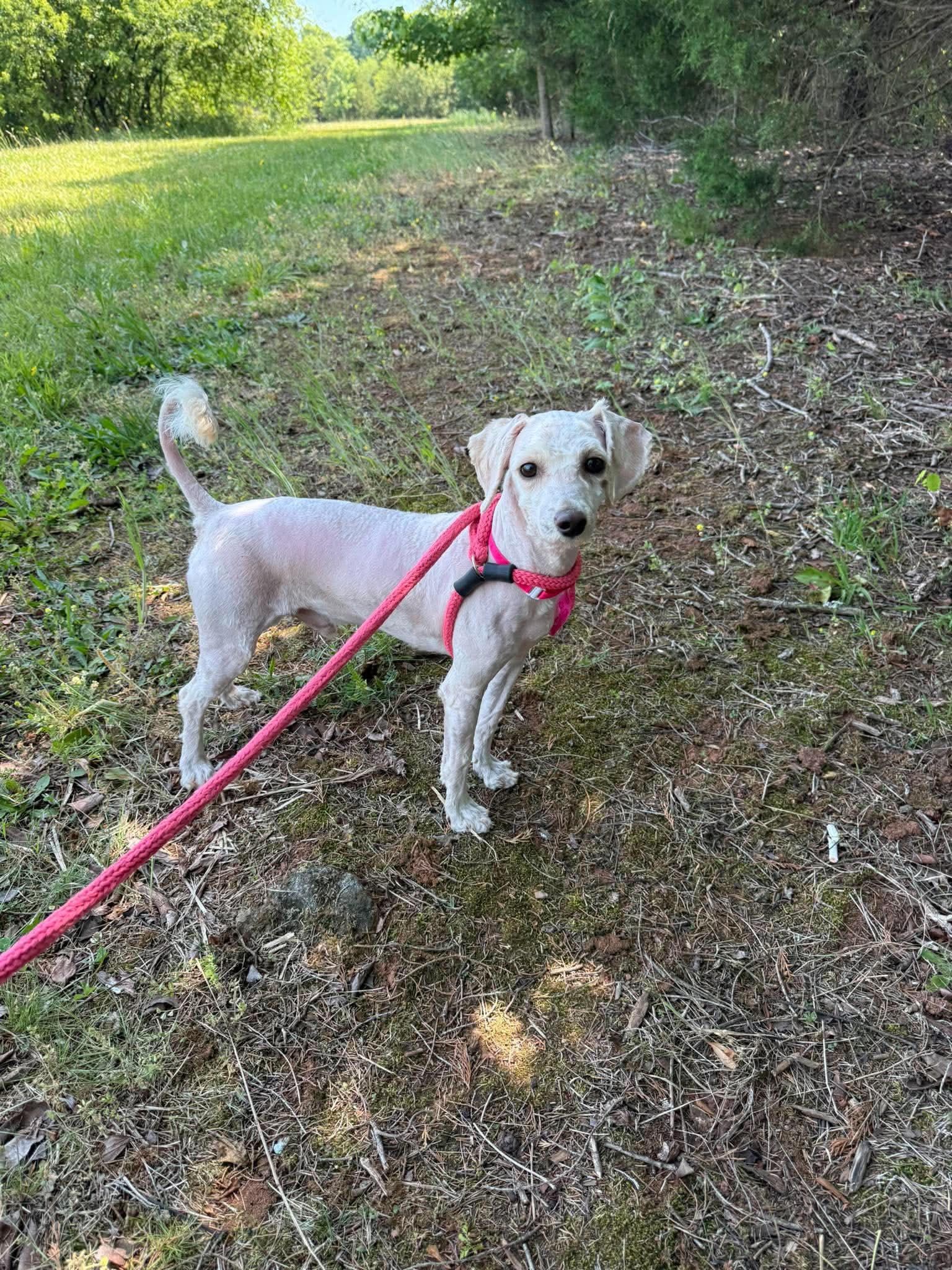 Manny, ADOPTABLE, Young Male Miniature Poodle.