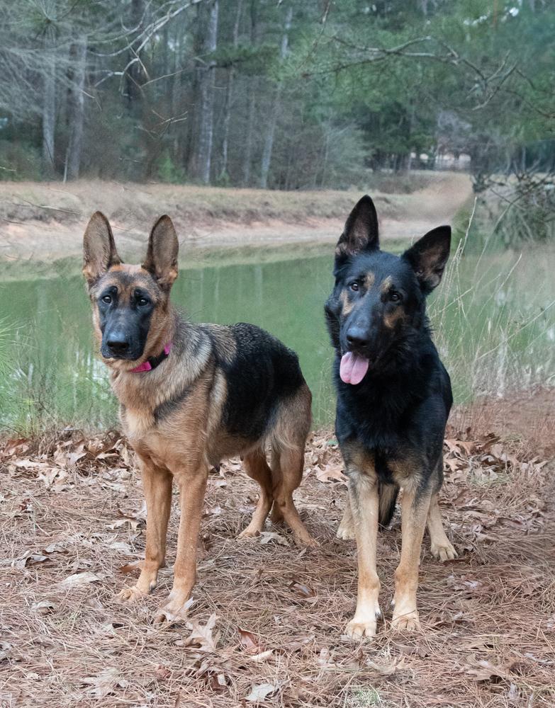 Enlarge Honey, a Adoptable German Shepherd Dog in Dacula, GA image 1/2