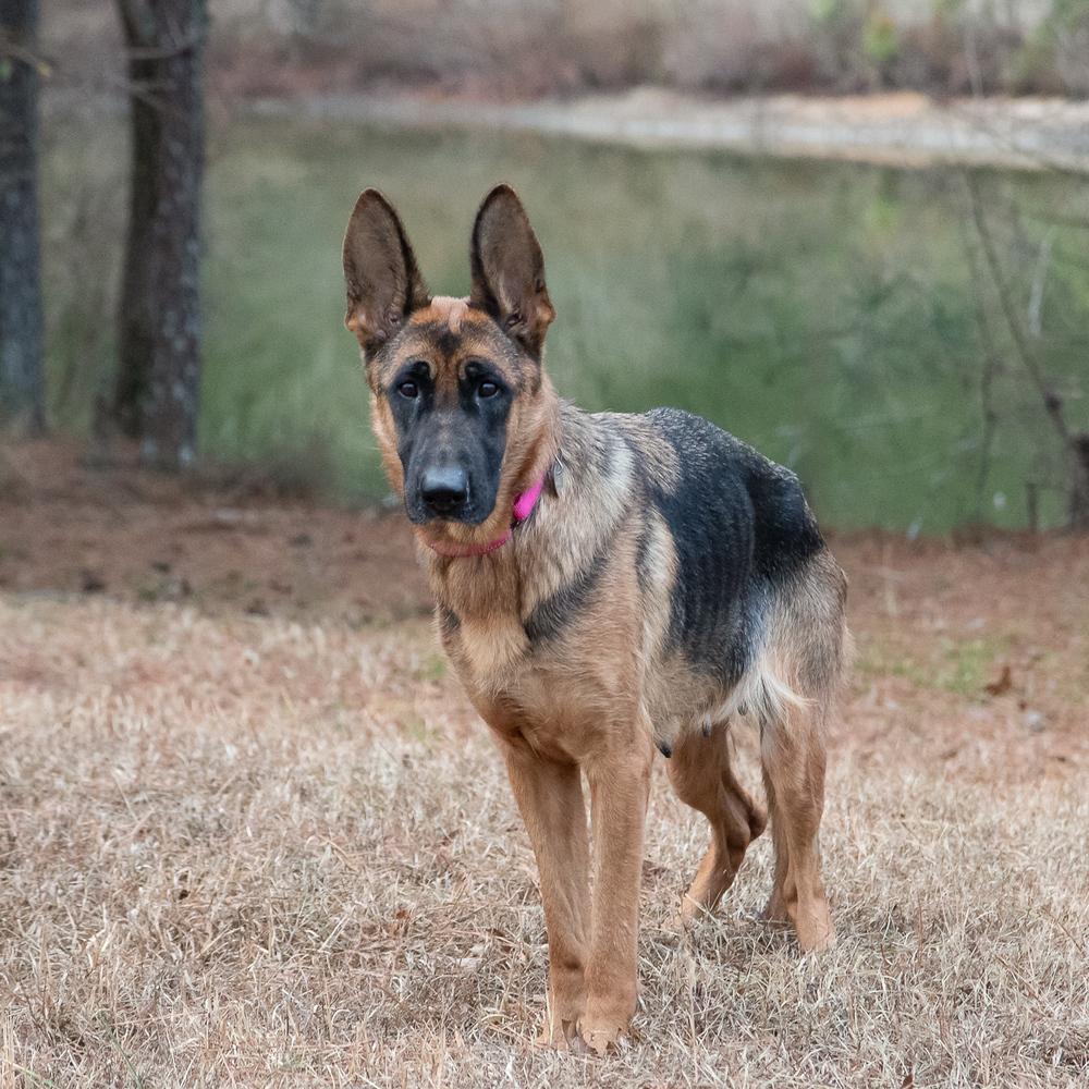 Enlarge Honey, a Adoptable German Shepherd Dog in Dacula, GA image 2/2