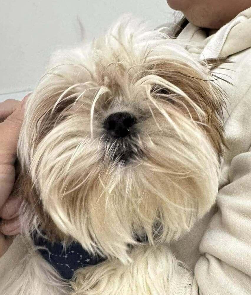 Chilli, Adopted, Adult Female Shih Tzu.
