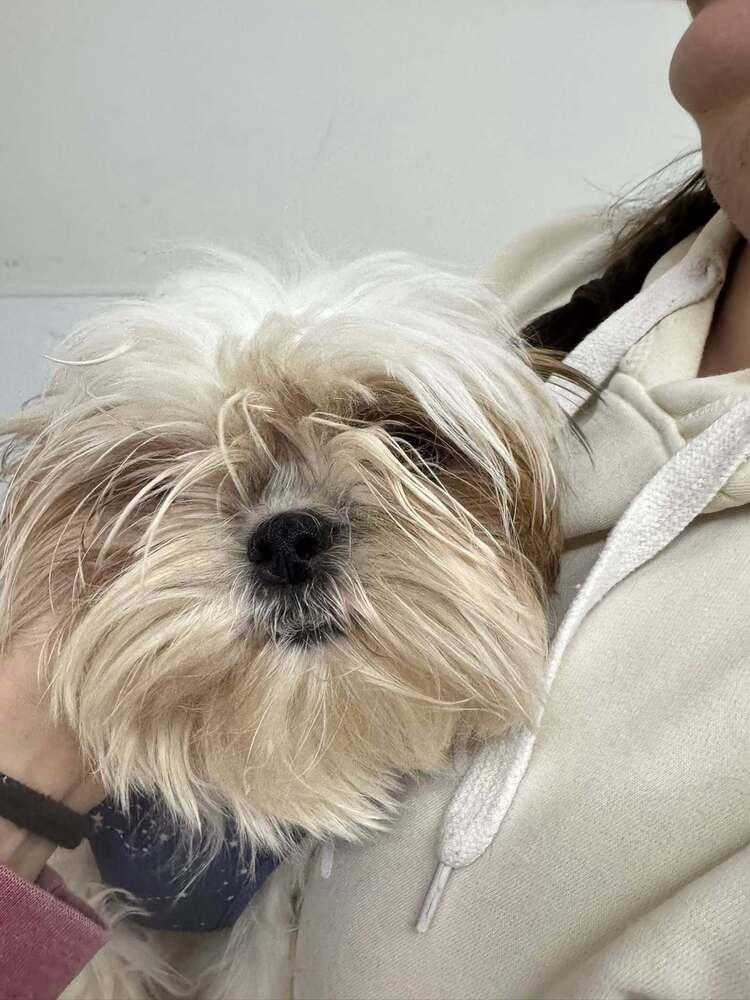 Enlarge Chilli, a Adopted mixed breed in Groveland, MA image 2/2