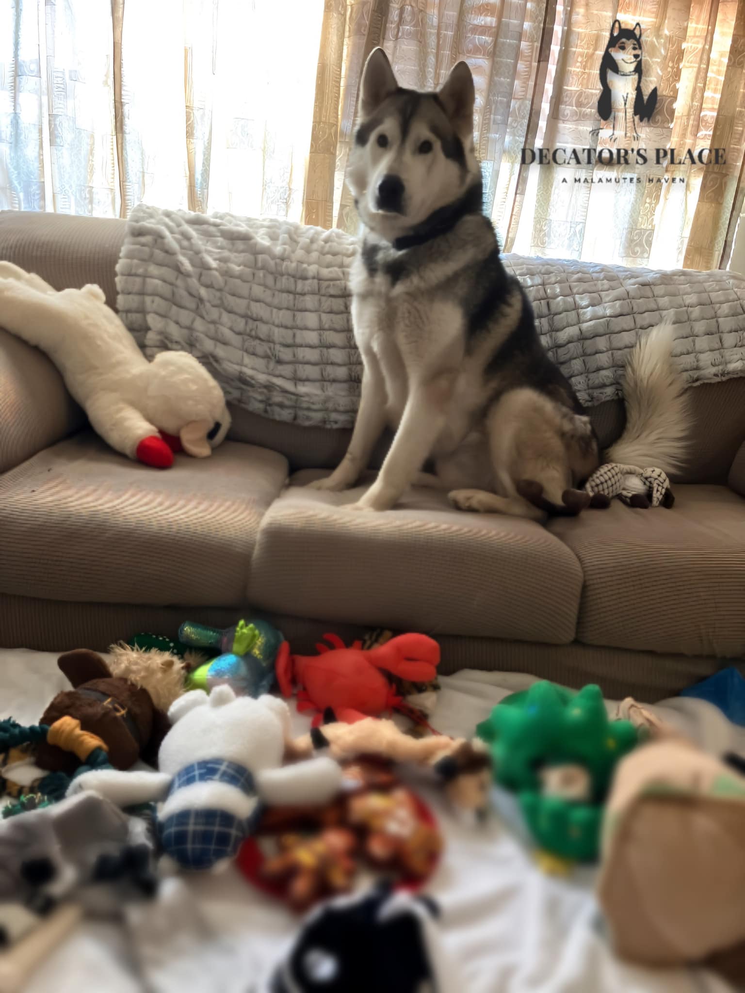 Tacoma, Adoptable, Adult Male Alaskan Malamute.