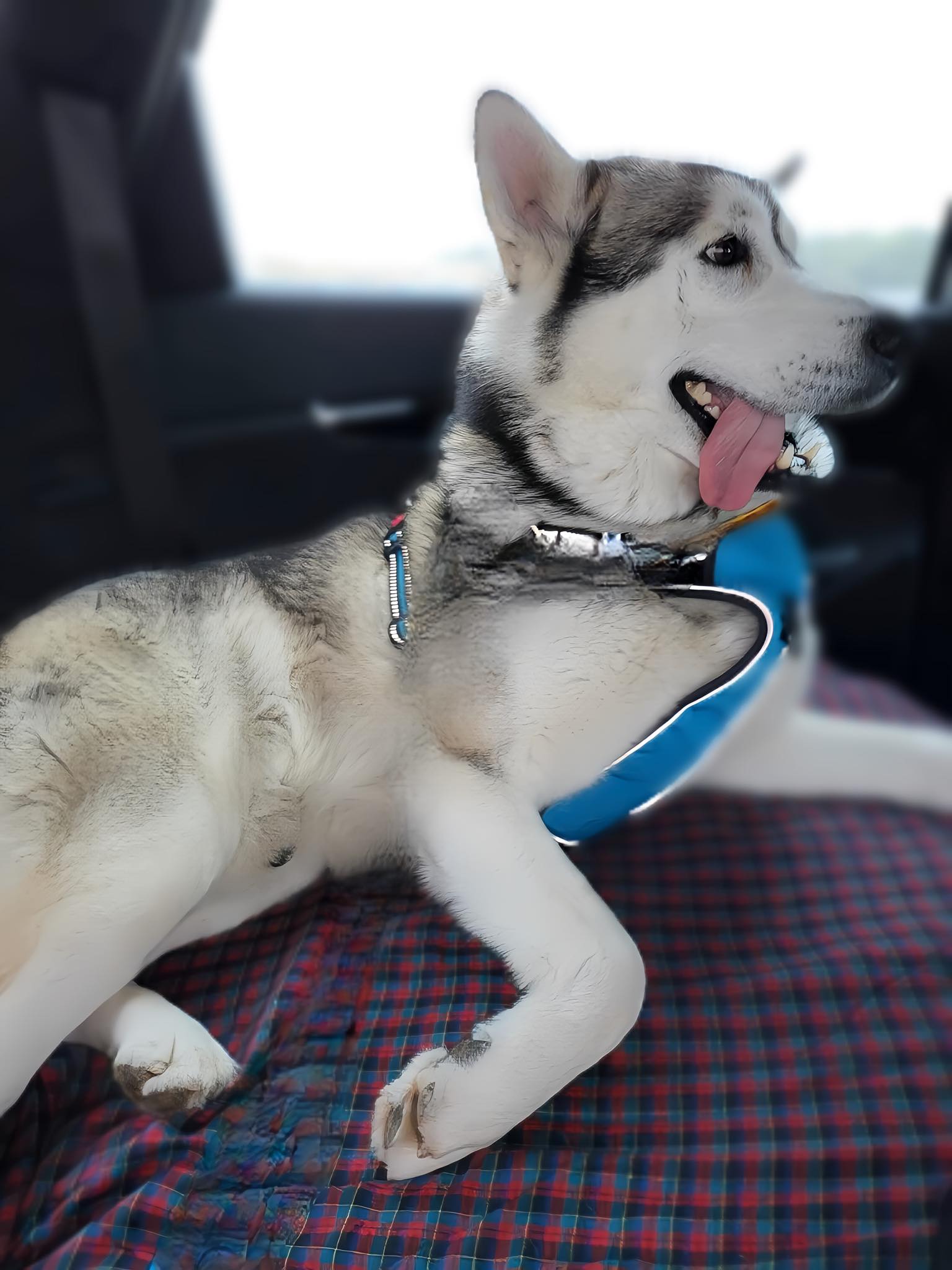 Tacoma, a Adoptable Alaskan Malamute image 2/5