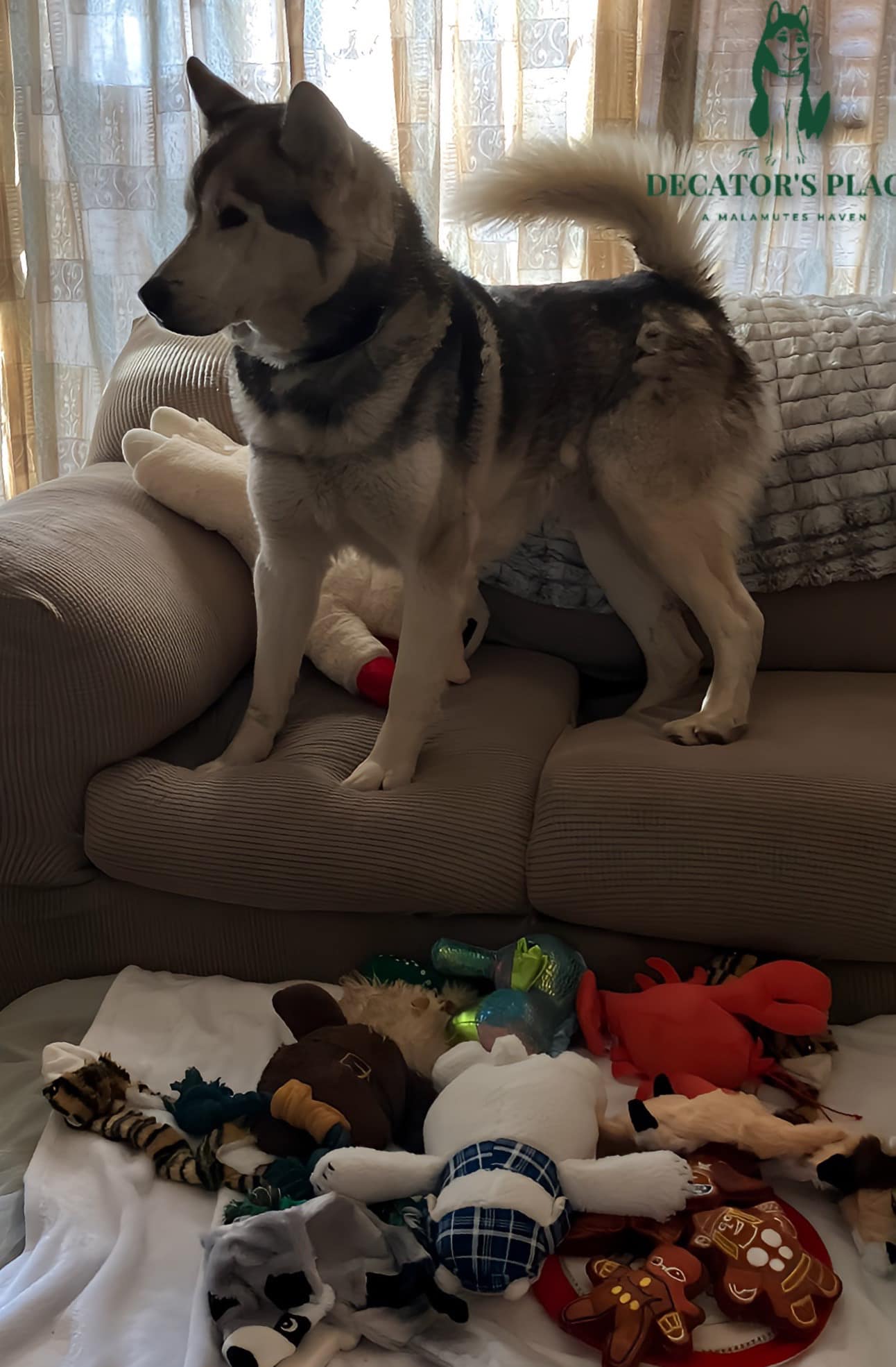 Tacoma, a Adoptable Alaskan Malamute image 3/5