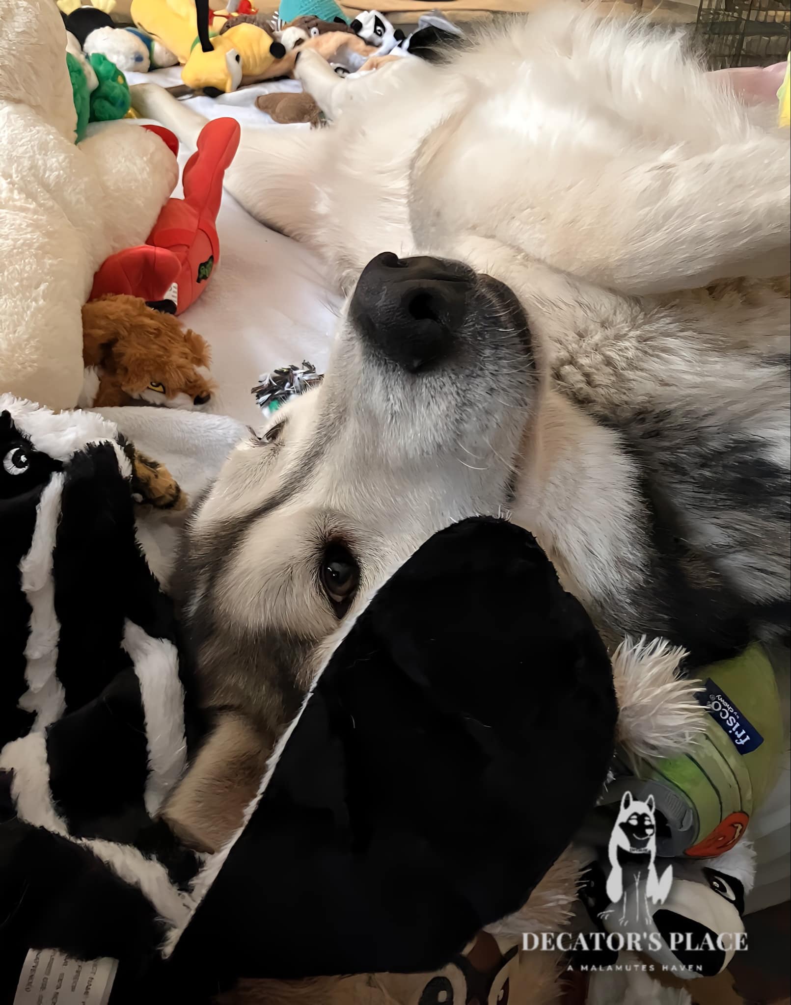 Tacoma, a Adoptable Alaskan Malamute image 4/5