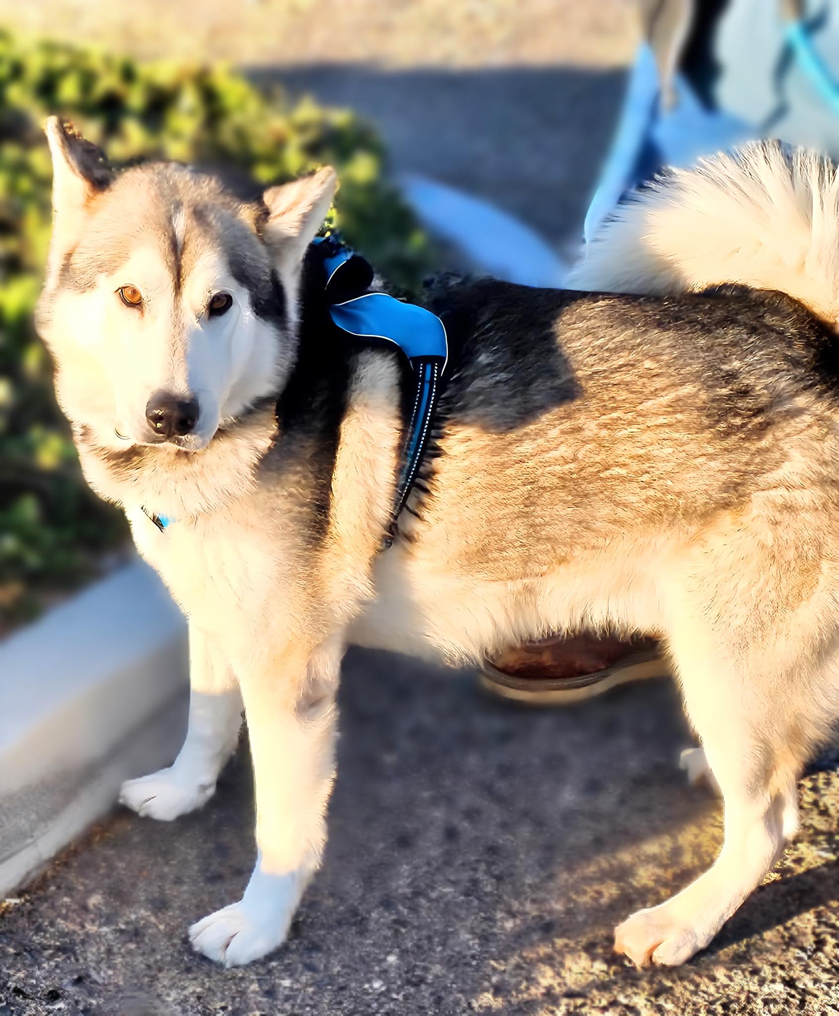 Tacoma, a Adoptable Alaskan Malamute image 5/5
