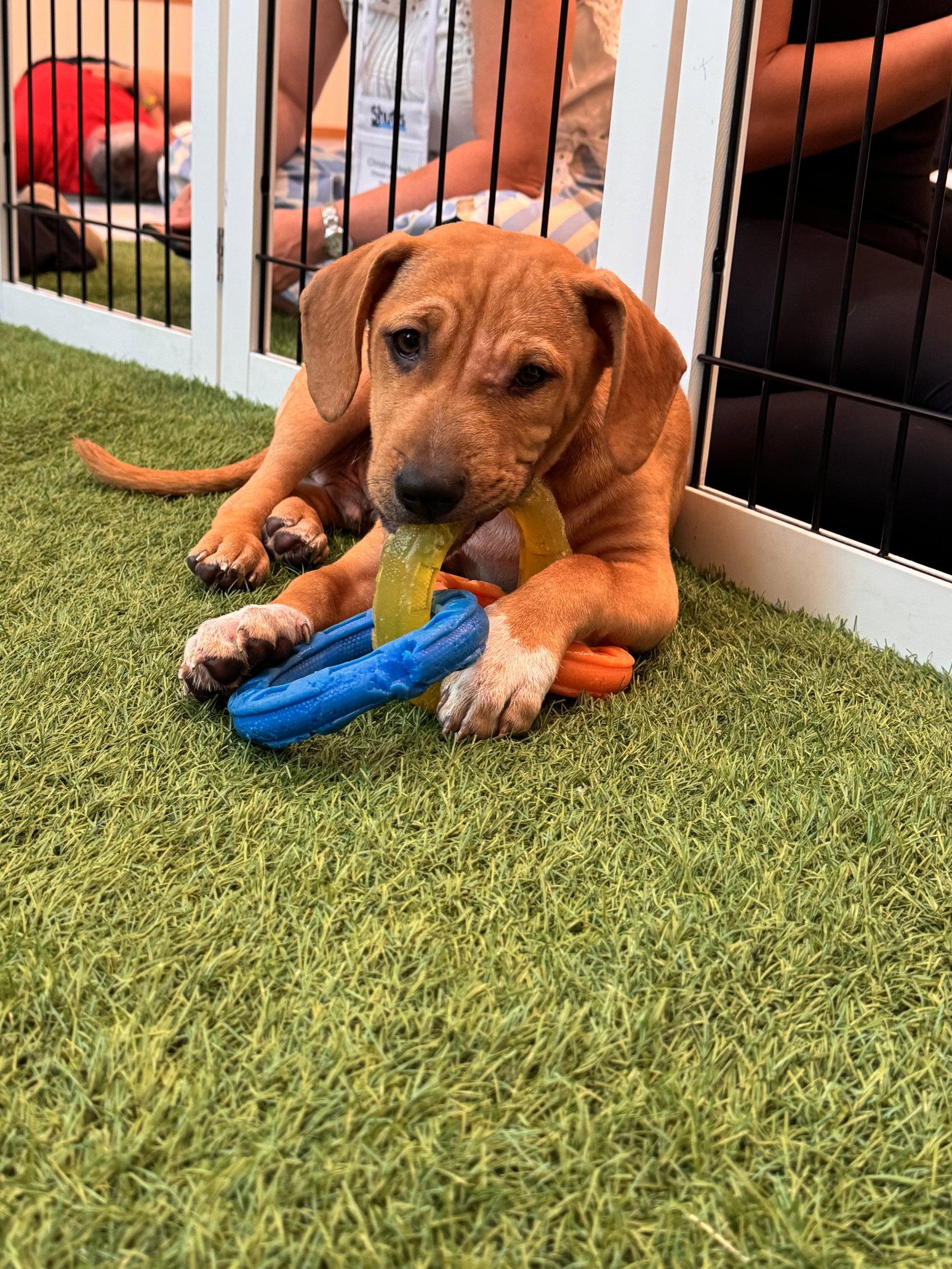 Zack, Adopted, Puppy Male Hound & Black Mouth Cur.