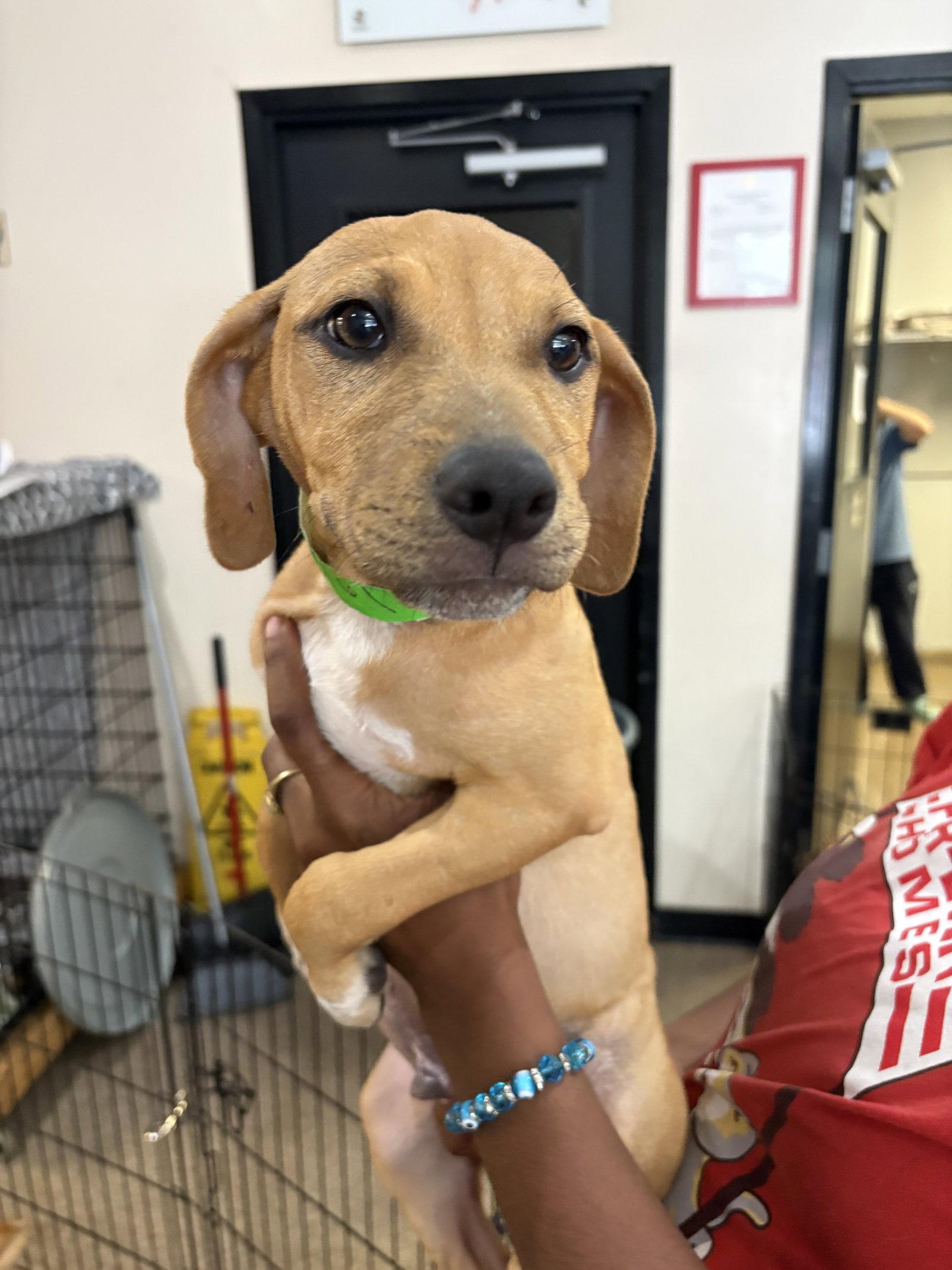 Zack, a Adopted mixed breed in Sanford, FL image 2/3