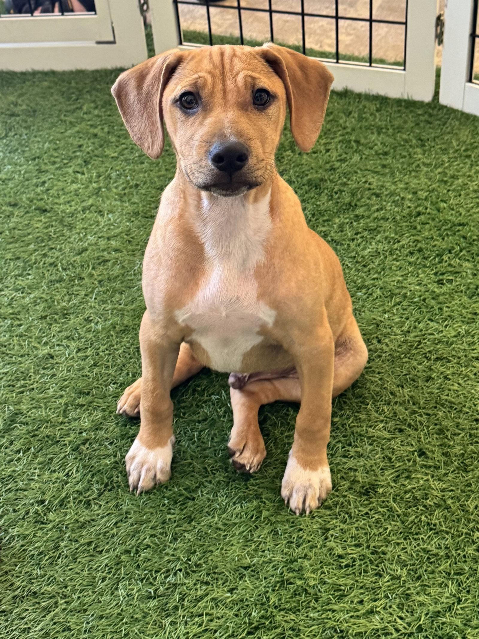 Zack, a Adopted mixed breed in Sanford, FL image 3/3