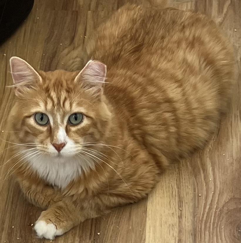 Rudolph Malarkey, a ADOPTABLE mixed breed in Bow, WA image 2/6