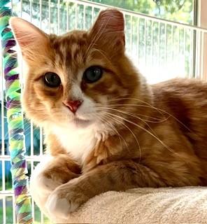 Rudolph Malarkey, a ADOPTABLE mixed breed in Bow, WA image 5/6