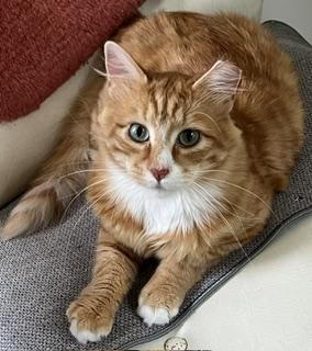Rudolph Malarkey, ADOPTABLE, Adult Male Maine Coon.