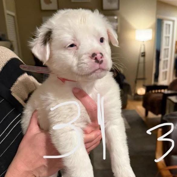 31 (2026) Snowball, Adoptable, Puppy Male Pit Bull Terrier & Australian Shepherd.