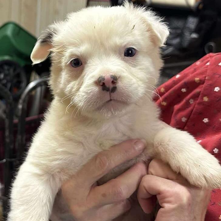 31 (2026) Snowball, a Adoptable mixed breed in Parker, CO image 2/6