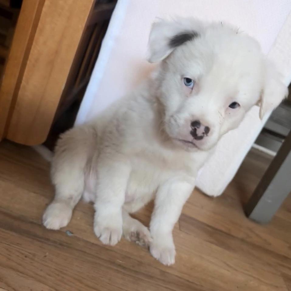 31 (2026) Snowball, a Adoptable mixed breed in Parker, CO image 3/6
