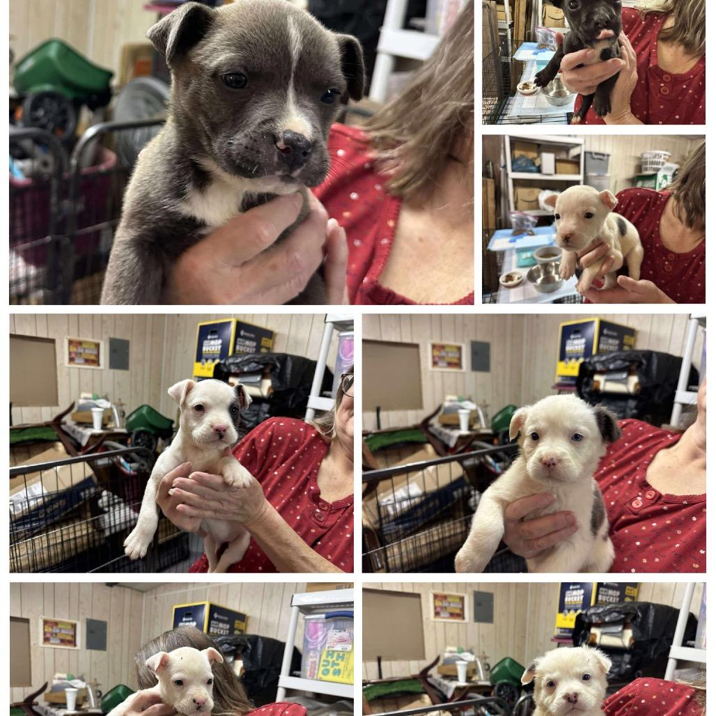 31 (2026) Snowball, a Adoptable mixed breed in Parker, CO image 4/6