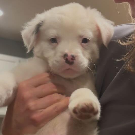 31 (2026) Snowball, a Adoptable mixed breed in Parker, CO image 6/6