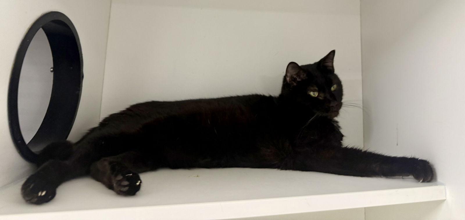Dolly L, Adoptable, Senior Female Domestic Short Hair.