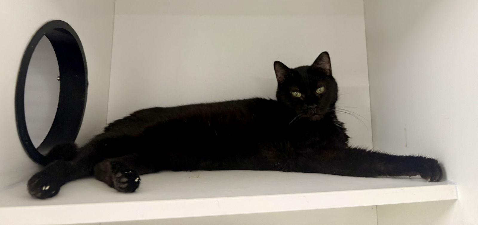 Enlarge Dolly L, a Adoptable Domestic Short Hair in Satellite Beach, FL image 2/2