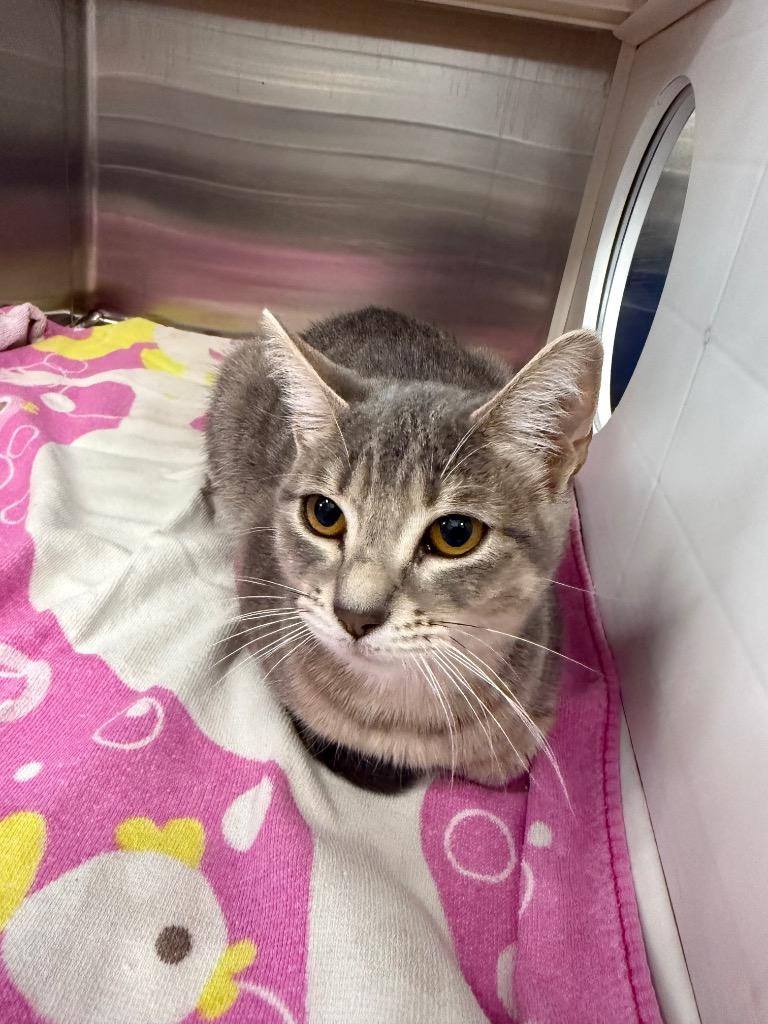 Princess, Adoptable, Young Female Domestic Short Hair.