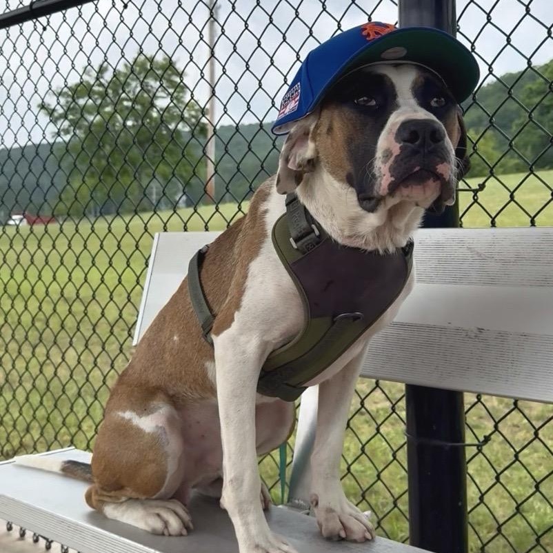 Enlarge Fenway, a ADOPTABLE Mixed Breed in Cooperstown, NY image 2/5
